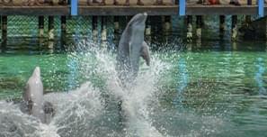 Actividades - Visita al acuario