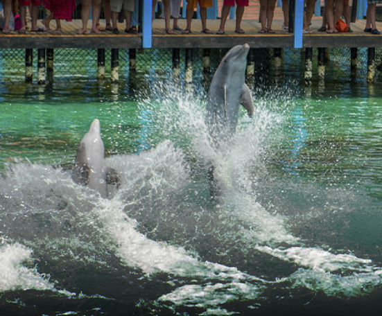 Visita al Acuario